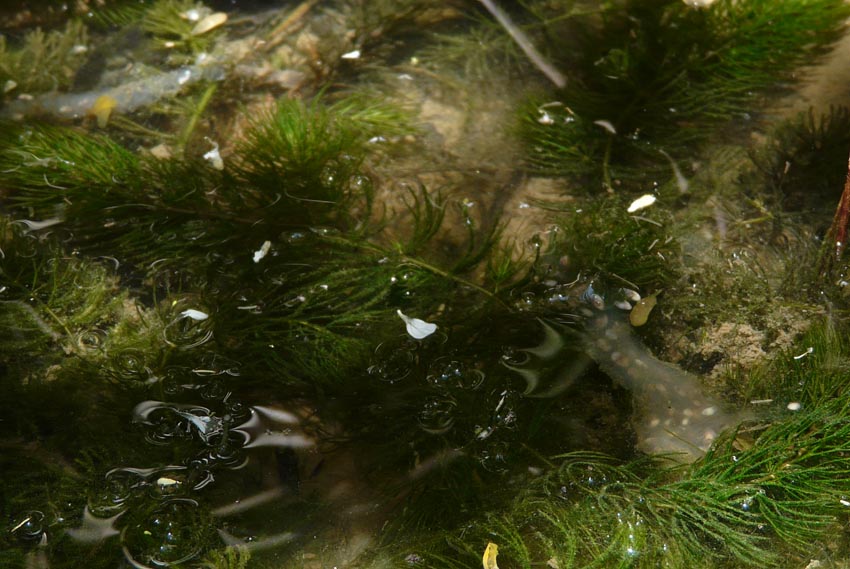 Il Laghetto del Centro di Entomologia - Piombino (LI)